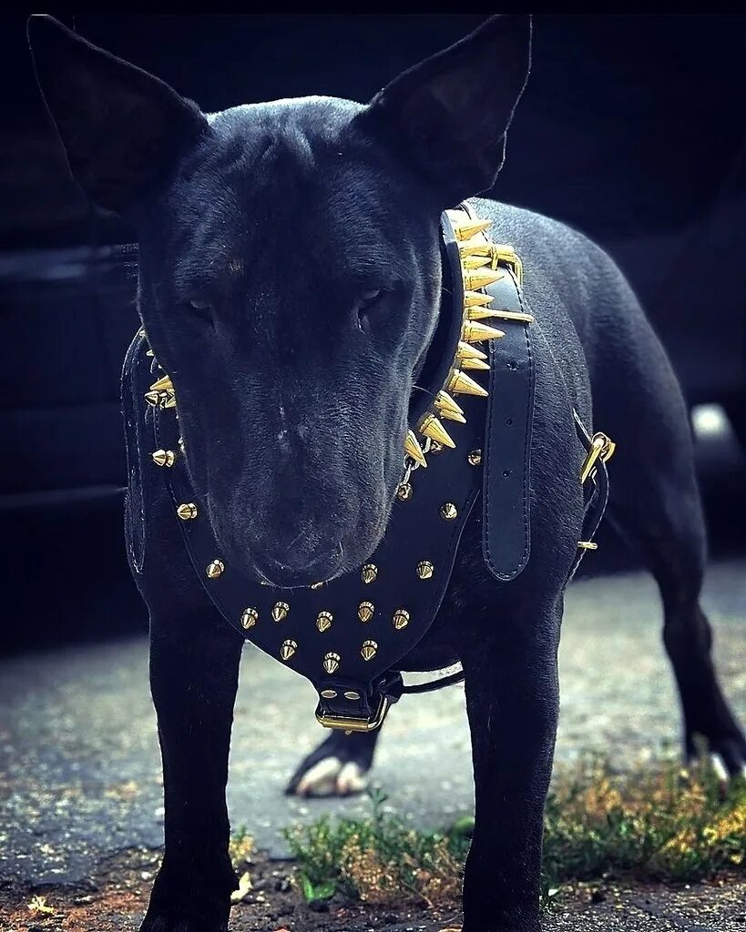 самые крутые собаки. доберман оффник. доберман опасная собака. смешные собаки доберман. доберман пинчер злой.