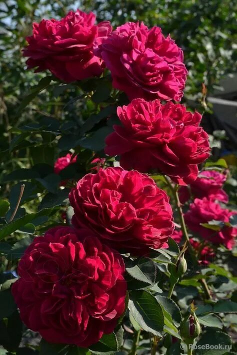 Роза Darcey Bussell (Дарси Басселл) купить в Садовом Дворике с доставкой по Росс