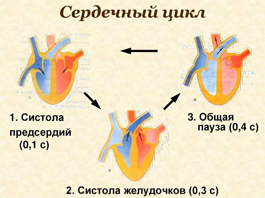 Сокращение стенок предсердий
