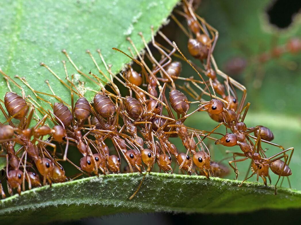 Use ant
