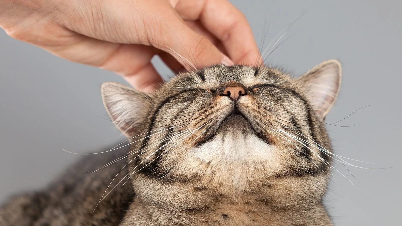 Котика гладят. Котика гладят