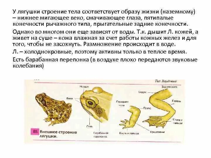 Лягушка строение тела. Ароморфозы земноводных. Строение лягушки. Ароморфозы класса земноводные или амфибии. Появление пятипалой конечности ароморфоз
