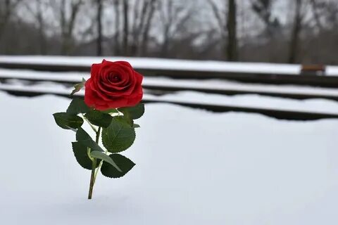 Cold rose