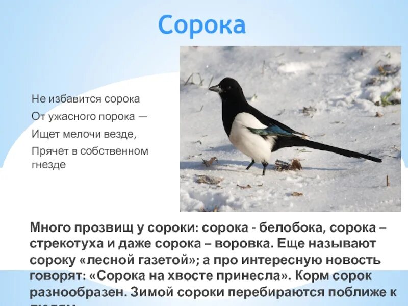 Сколько живут сороки. Как зимует сорока. Прозвище сороки. Зимующие птицы сорока. Классификация сороки.