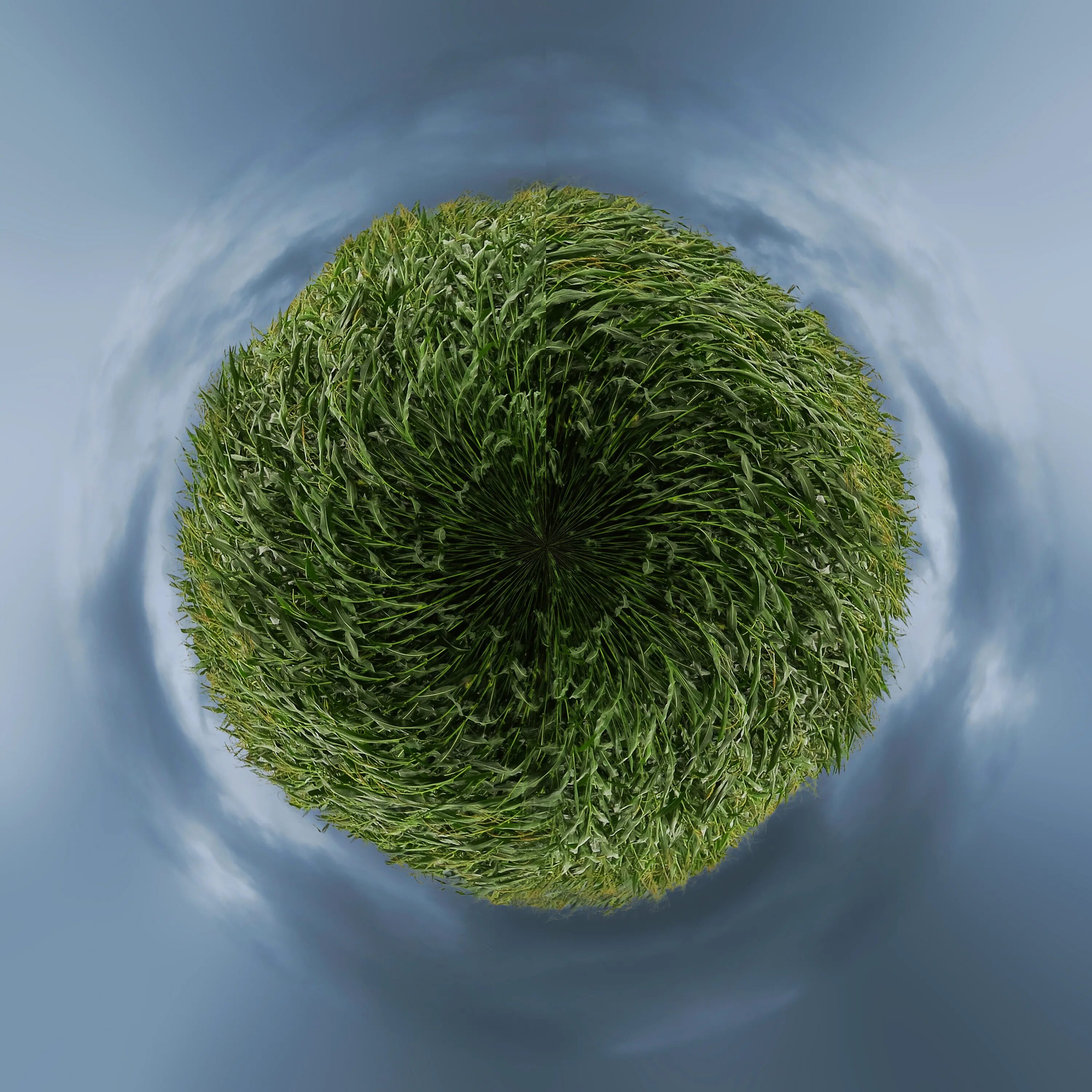 Смузи киви мята. Зелень еда. Напитки смузи smoothie green. Евглена зеленая строение. Эвглена зеленая водоросль.