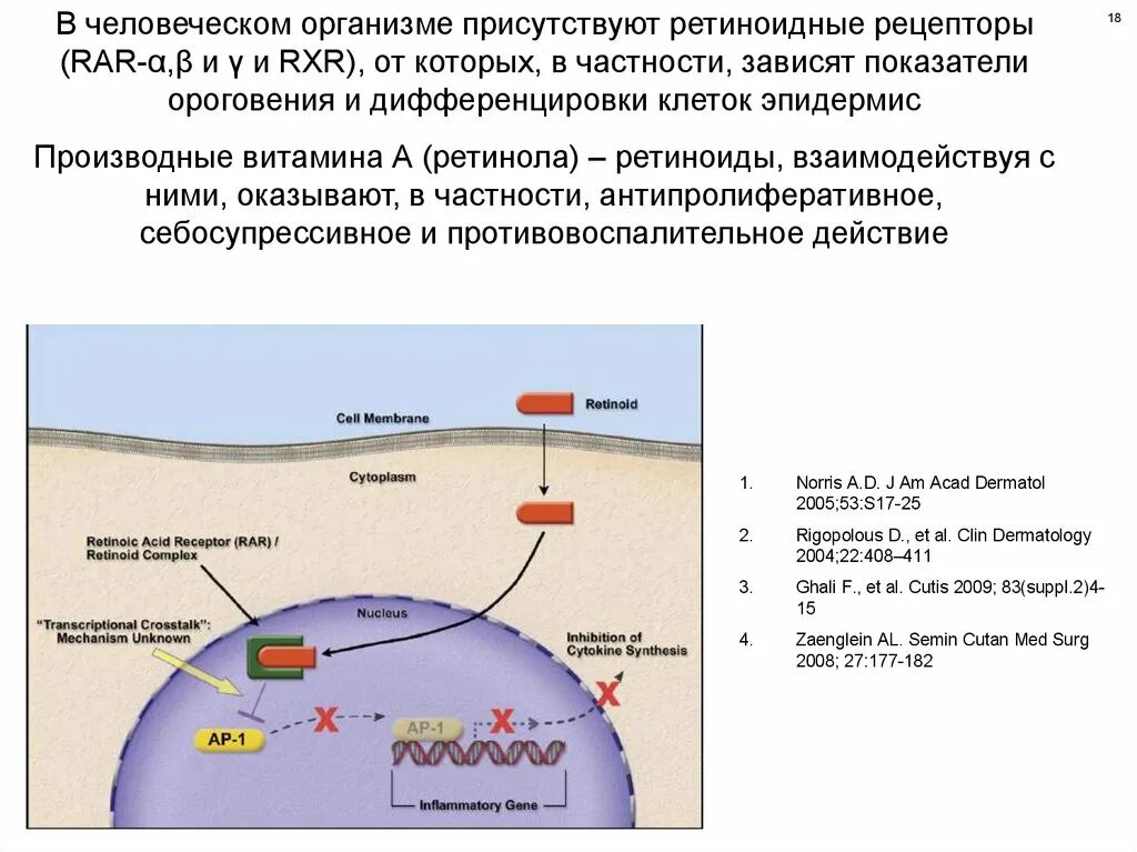 Клеточную локализацию ретиноидных рецепторов. Клеточную локализацию ретиноидных рецепторов