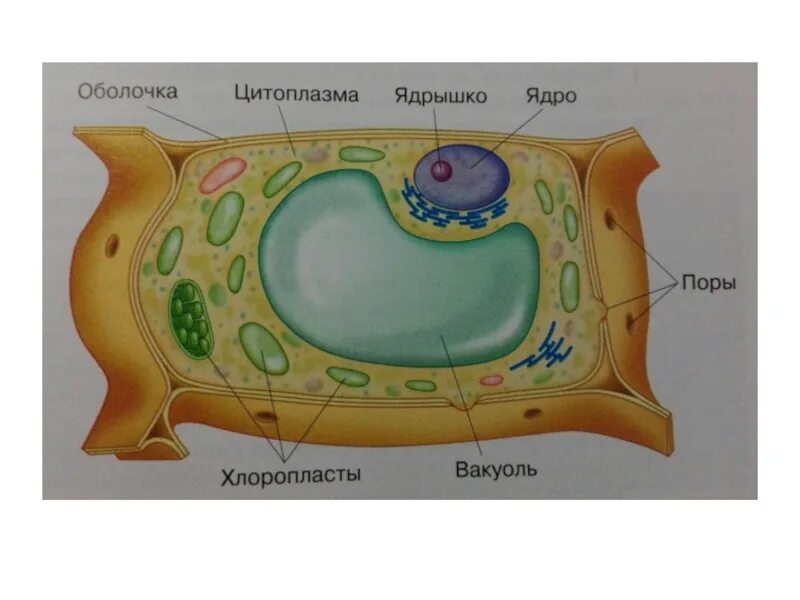 Клетка 5. Строение клетки 5 класскласс. Вакуоль растительной клетки 5 класс биология. Строение клетки 5 класс биология вакуоль. На рисунке ядро вакуоль.