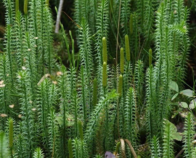 Вымершие плауновидные. Плаун ликоподий. Плаун годичный (Lycopodium annotinum). Болотный 1 плаун. Плауны кампорус.