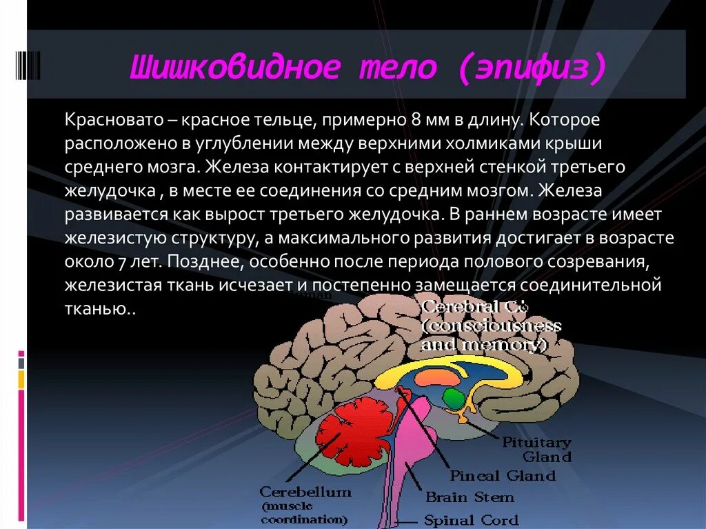 Пинеальная железа это. Шишковидная железа анатомия человека. Отделы головного мозга эпифиз. Строение головного мозга эпифиз. Эпифиз железа функции.