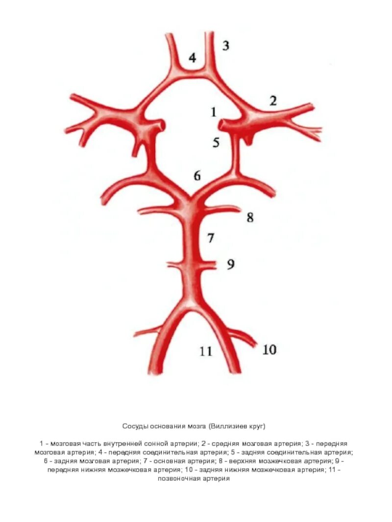 Артерии круг головного мозга. Схема кровообращения головного мозга Виллизиев круг. Артерии головного мозга Виллизиев круг. Артериальное кровоснабжение головного мозга Виллизиев круг. Артерии головного мозга Виллизиев круг схема.