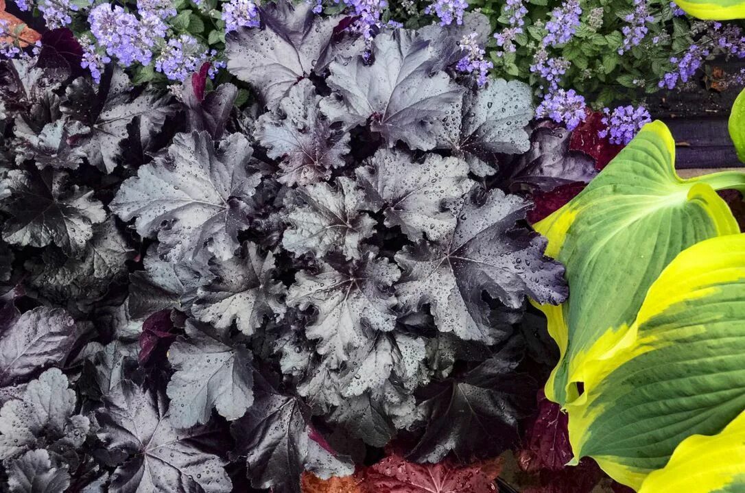 Гейхера блэк. Гейхера heuchera black pearl. гейхера гибридная блэк перл. гейхера гибридная &#039;black pearl&#039;. гейхера black taffeta.