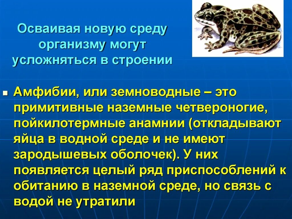 Главные особенности земноводных. Жизнедеятельность земноводных. Земноводные особенности строения. Особенности строения и жизнедеятельности земноводных. Особенности земноводных животных.