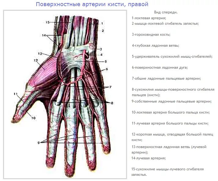Правая лучевая артерия. Артерии кисти артериальные ладонные дуги и их ветви. Поверхностная ладонная дуга анатомия. Ладонная запястная ветвь лучевой артерии. Поверхностная ладонная артериальная дуга.