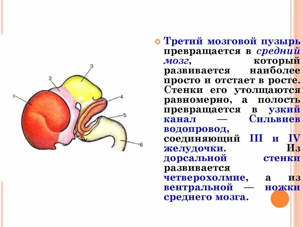 3 пузыря мозга. Средний мозговой пузырь. Третий мозговой пузырь. Из среднего мозгового пузыря развивается.