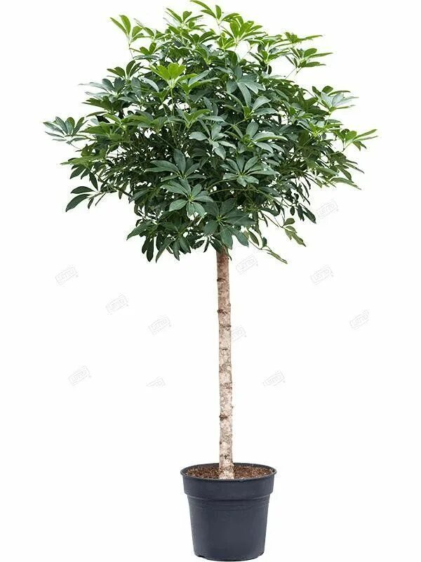 Фикус шефлера. Шеффлера arboricola. шеффлера древовидная. фикус шеффлера. фикус шеффлера древовидная.