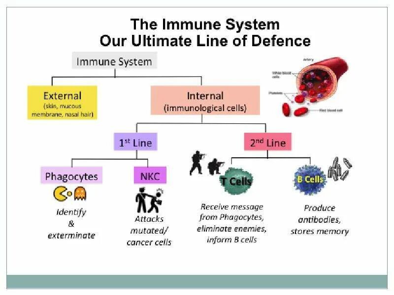 Artificial immune system. Immune system. иммунная система на английском. иммунная система глаза. иммунная система картинки.