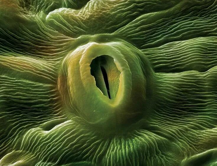 15,865 Plants Dna Images, Stock Photos & Vectors Shutterstock