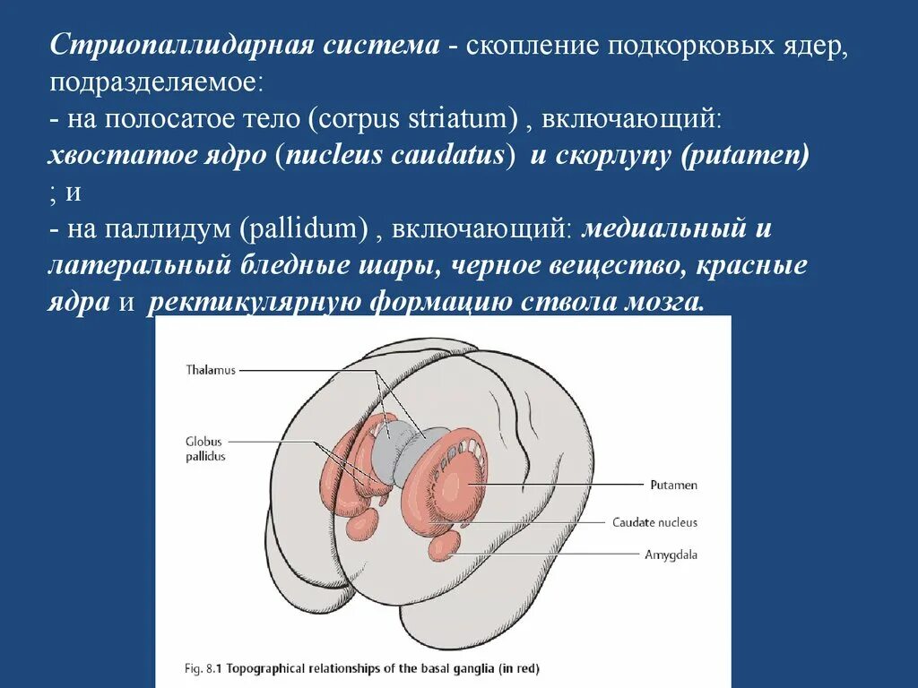 Стриопаллидарная система. Экстрапирамидная система ее центры связи и функции. Стриопаллидарная система-анатомия, физиология. Экстрапирамидная система бледный шар. Физиология стриопаллидарной системы.