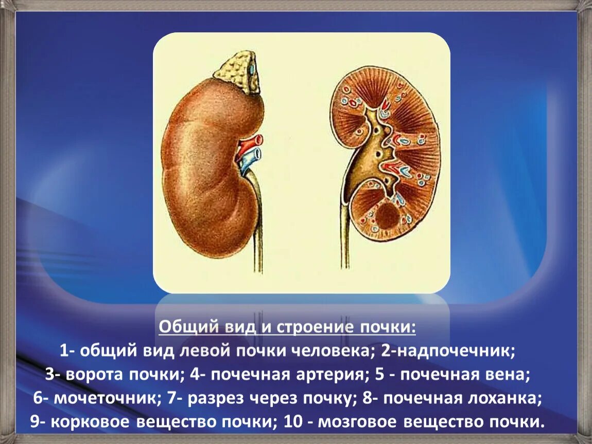 Почки надпочечники анатомия человека анатомия. Строение почек внешнее строение. Наружное строение почки анатомия. Почки вид спереди.