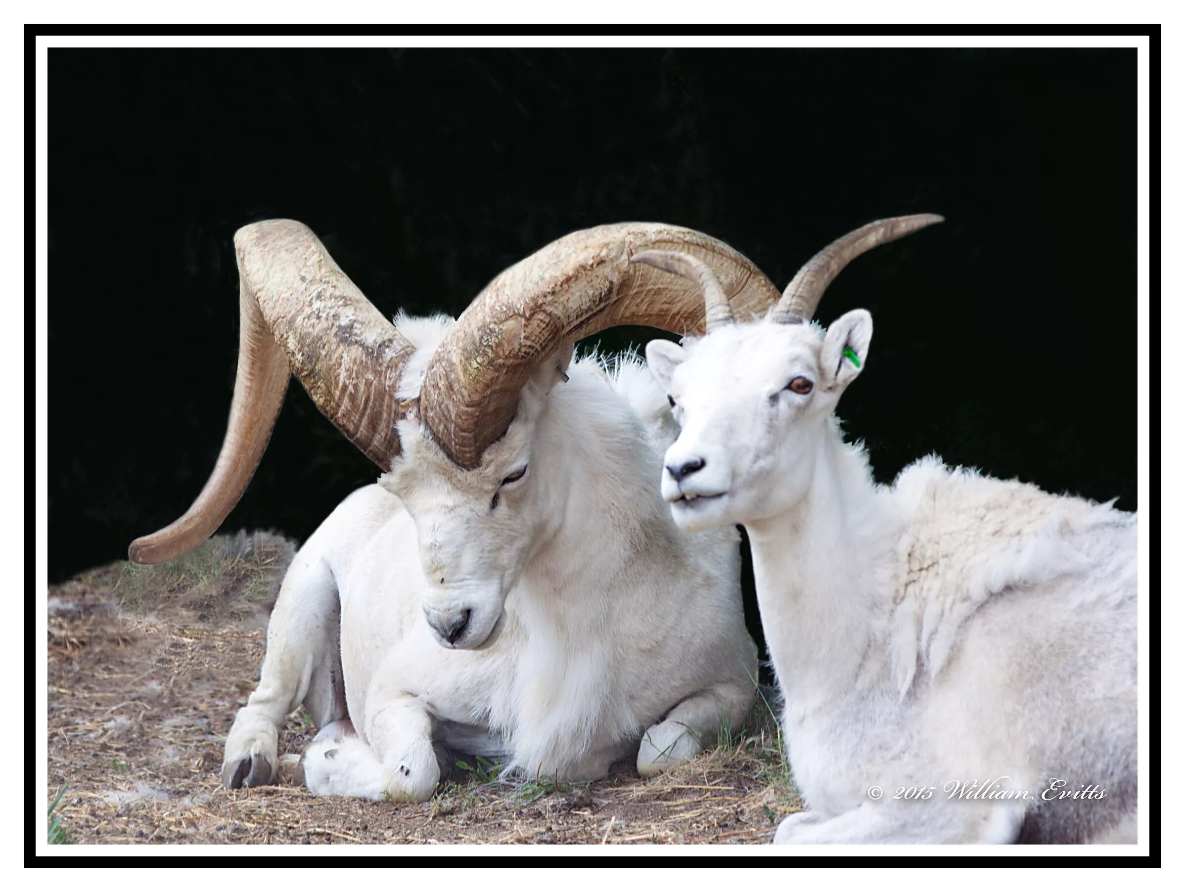 Мелкий рогатый скот. Коза и баран. Овца и козел. Химера овцекоза. Овца и козел.