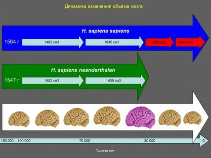 Определить размер мозга