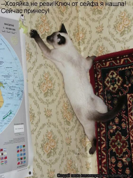 Прикол про бычок качается. Прикольные картинки животных. Гр жизнь давай с тобой поговорим. Верующий помни. Кот принес мышь.