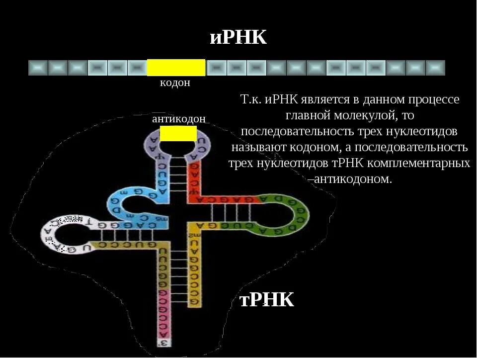 Кодоны т рнк. Синтез белка т РНК. Кодон и антикодон. ИРНК. Антикодоны ТРНК.