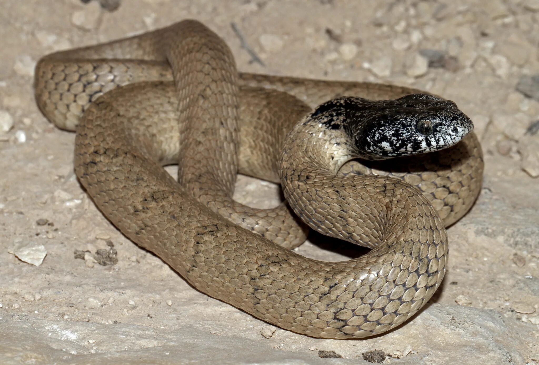 Telescopus nigriceps. Кошачья змея. Змеи ближнего Востока. Telescopus hoogstraali