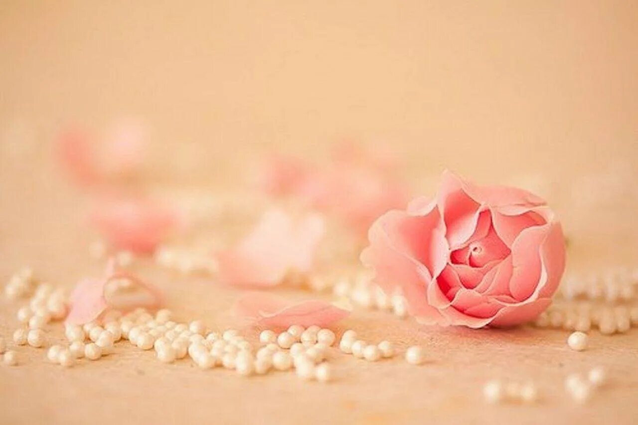 Фразы про нежность. Нежность число. Нежность природа. Нежные розы. Цветок на руку.