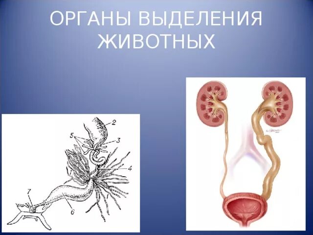 Презентация к уроку биологии 6 класс "Удаление продуктов обмена. Обмен веществ"