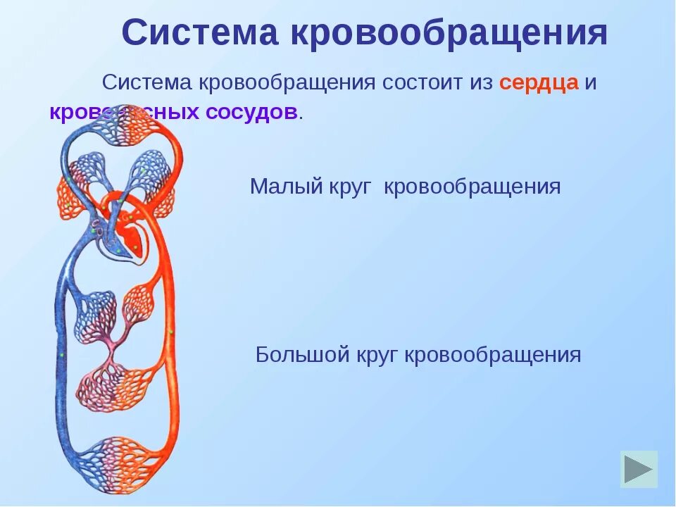 Система кровообращения человека состоит. Система кровообращения. Круги кровообращения. Большой круг кровообращения. Малый круг кровообращения.