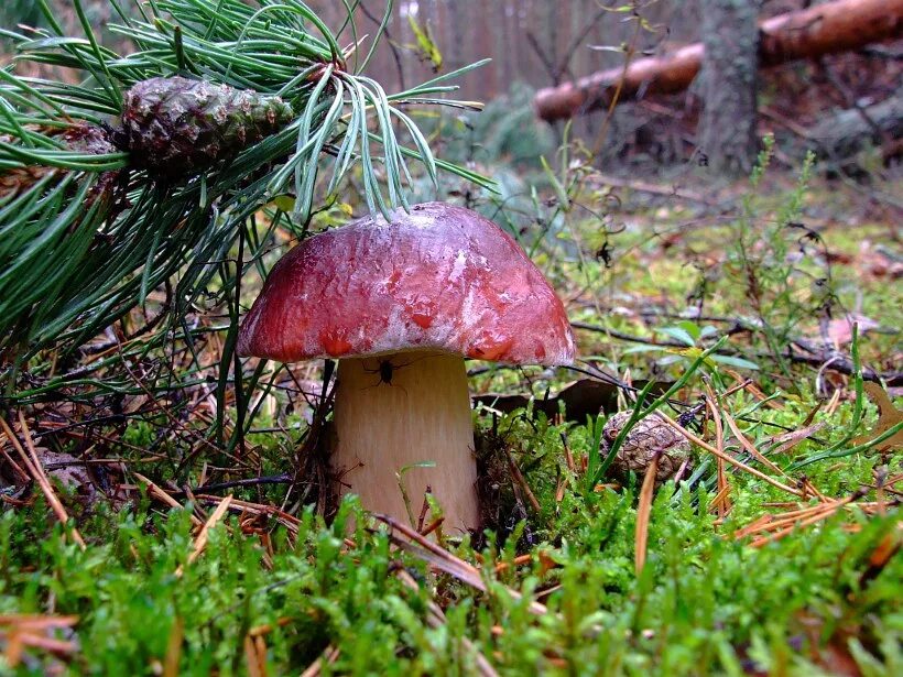 в хвойном лесу растут грибы. паутинник темно бурый съедобный. в хвойном лесу растут грибы. грибы в еловом бору. Boletus хвойный лес.