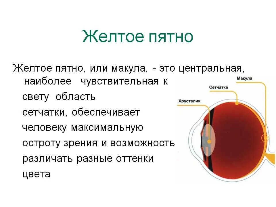 Строение глаза анатомия сетчатка желтое пятно. Жёлтое пятно глаза функции. Желтое пятно функции.