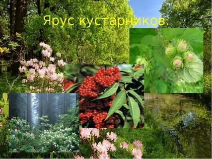Боярышник ярус