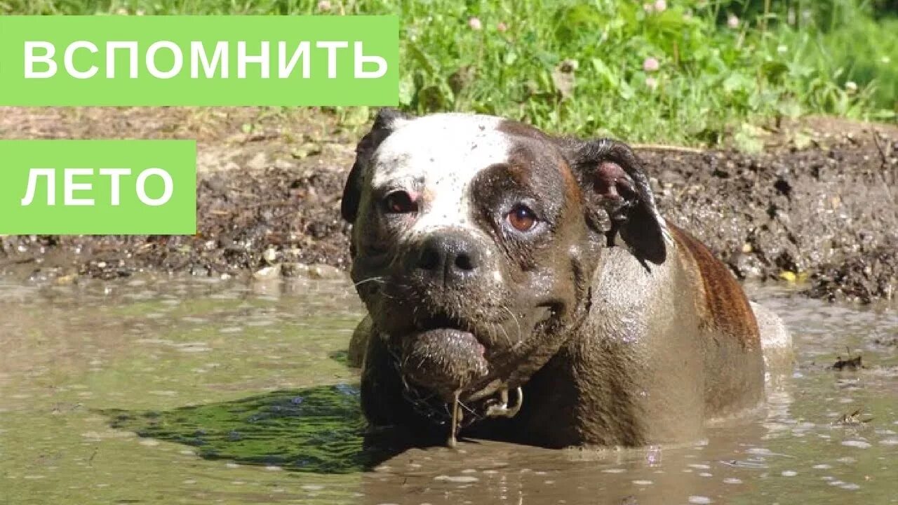 Французский бульдог в грязи. Грязная собака