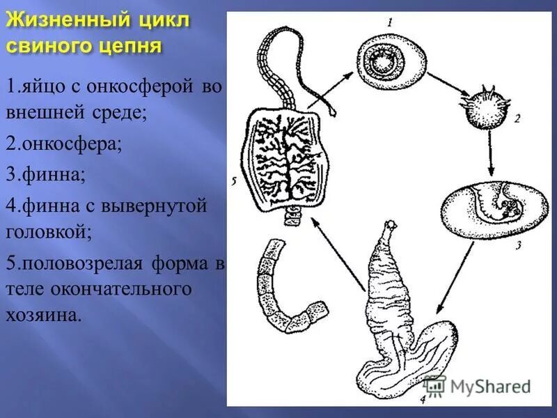 Яйцо с онкосферой