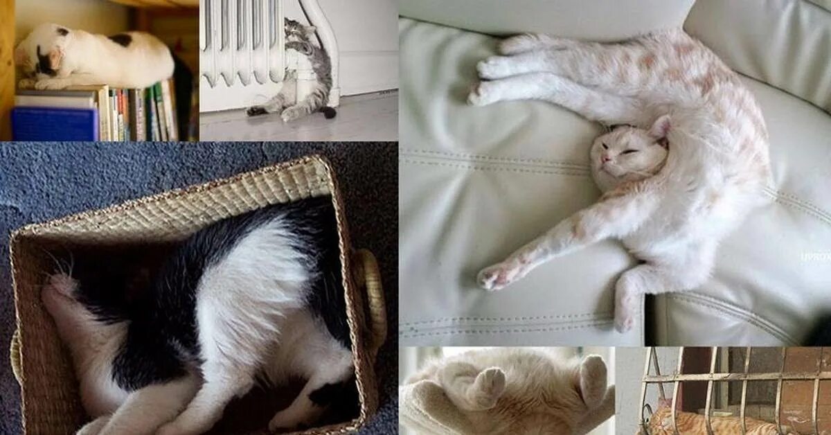 Кот по чуть чуть ходит писать. Кошачьи плэозы для сна. кот позирует. кот спит. кошачьи позы для сна.