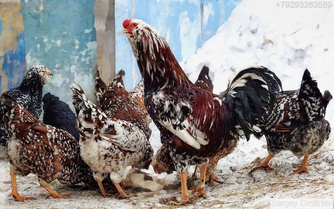 Куры Орловские ситцевые. Павловские куры. Орловские куры Огненные. Брама ситцевая фото.