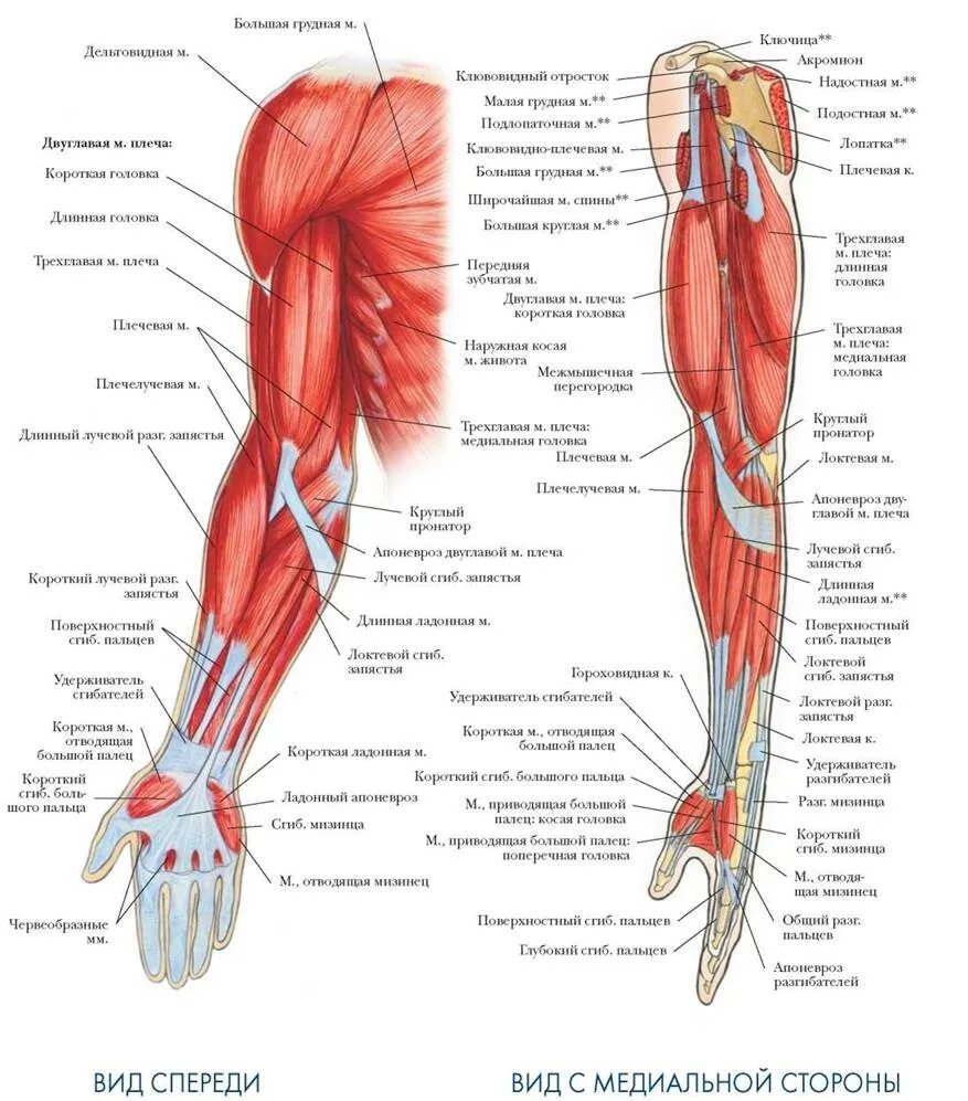 Мышцы верхних конечностей анатомия атлас. Мышцы верхней конечности анатомия строение.
