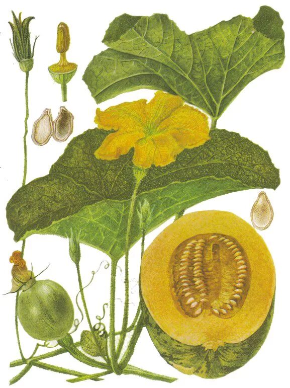 Cucurbita pepo семена. Тыква ботаническая иллюстрация. Листья тыквы. Botanical illustration тыква. Тыква ботаническое.