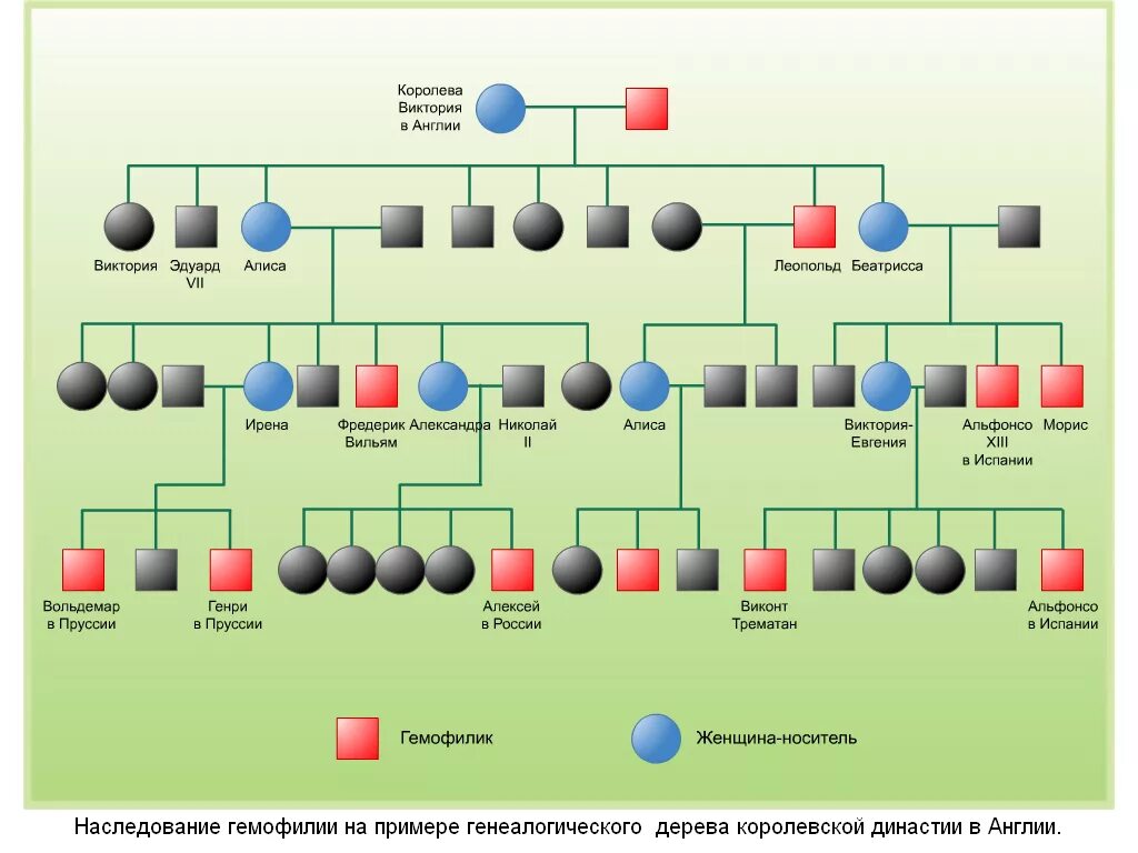 Генетика деревьев. Родословная королевы Виктории наследование гемофилии. Генеалогическое Древо королевы Виктории гемофилия. Родословная семьи Романовых гемофилия.