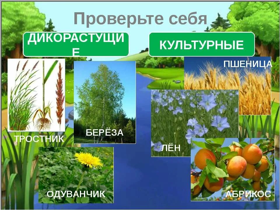 Биология сообщение значение растений. Значение растений в жизни человека. растения в экономике. значение растений в жизни природы. дикорастущие и культурные.