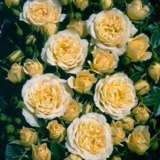 Rose deluxe
