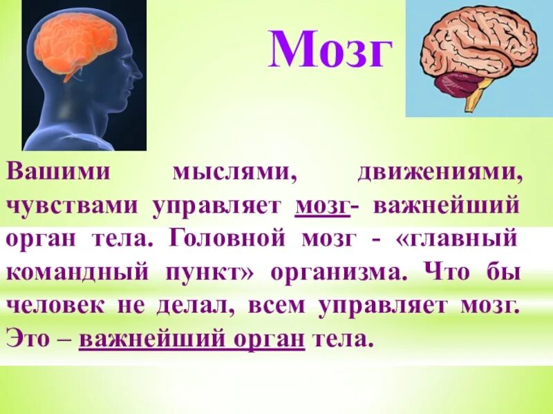 Строение человека 2 класс окружающий мир презентация. Строение тела человека. Доклад про органы человека. Сообщение о органе человека.