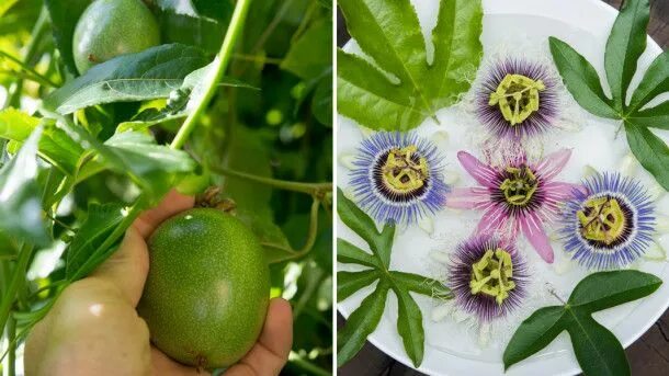20pcs/bag Passion fruit bonsai perennial tropical fruit indoor flowering fruit t