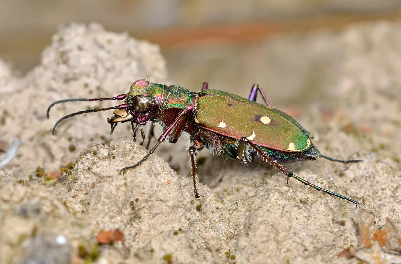 Жук скакун полевой. Жук скакун полевой зеленый. Cicindela Campestris. Скакун Лесной.