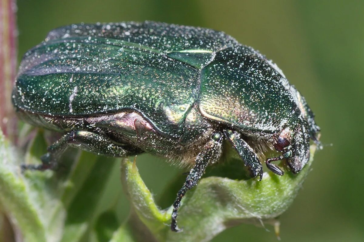 Brentid A straight-snouted weevil (18 mm, Coleoptera, Bren. Flickr