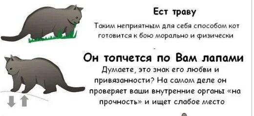 Кот ищет место. Кот ищет место. Кот постоянно прячется в темное место. Кот на торпеде мем. Много кошек в квартире.