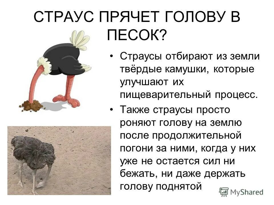 Почему страусы головы в