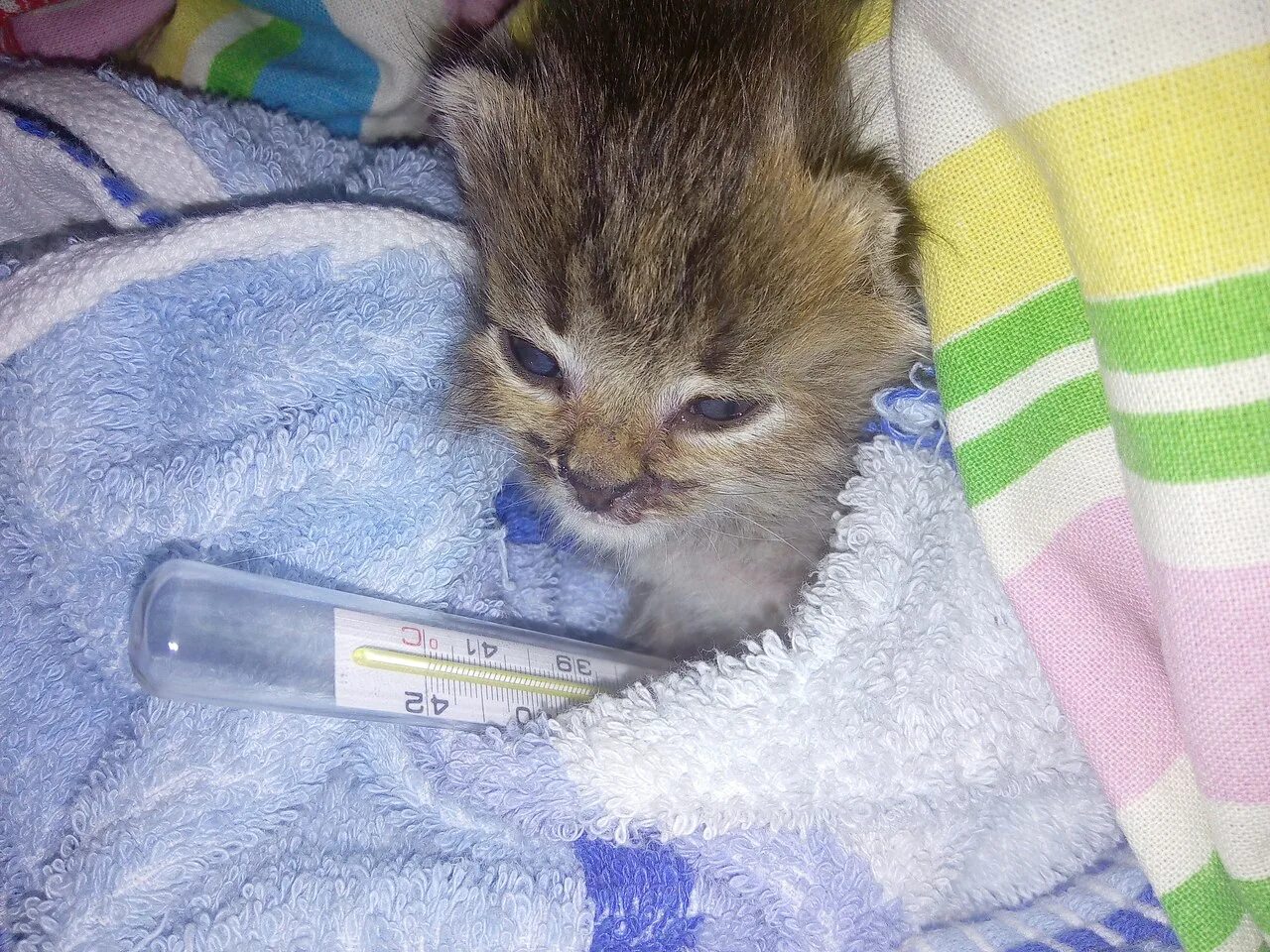 котенок заболел